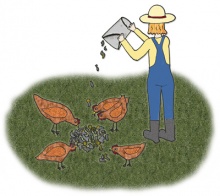 Chickens love leftover food scraps!