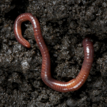 Let the juices flow and submit your vermicompost brand idea!