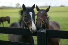 The best charge comes from a pile of horse manure