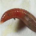 Red wrigglers