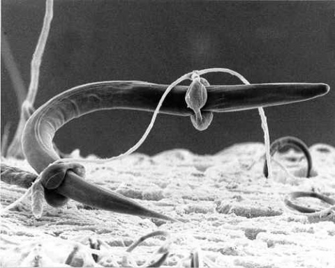 Arthrobotrys